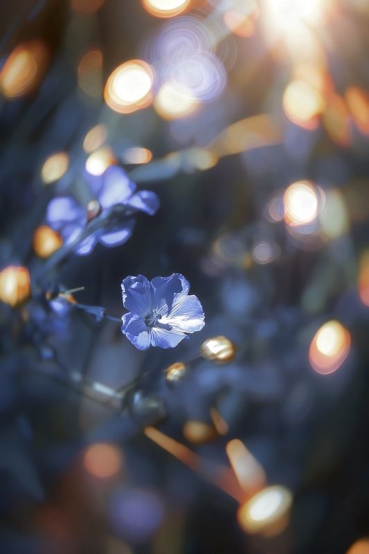 макро, macro, цветы, flowers Лён фото превью