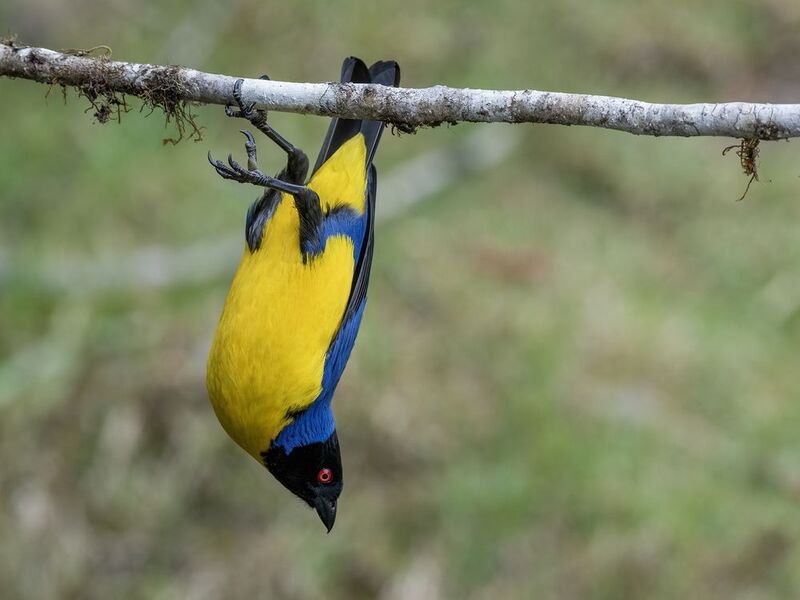 Hooded Mountain Tanager фото превью
