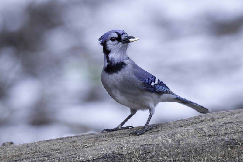 Blue jay фото превью