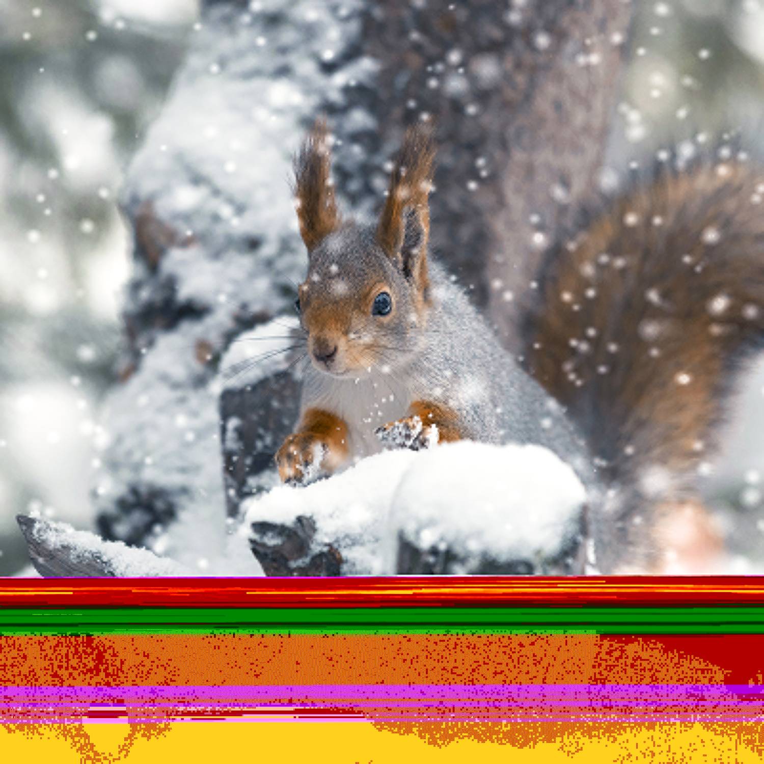 белка,Зима,, Ермохина Наталья