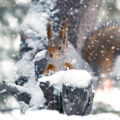 Белочка в Зимнем лесу.