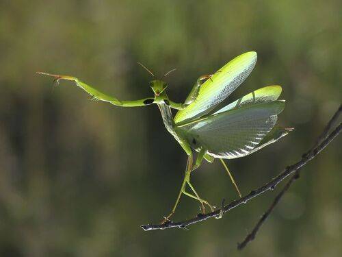 Цыганочка с выходом