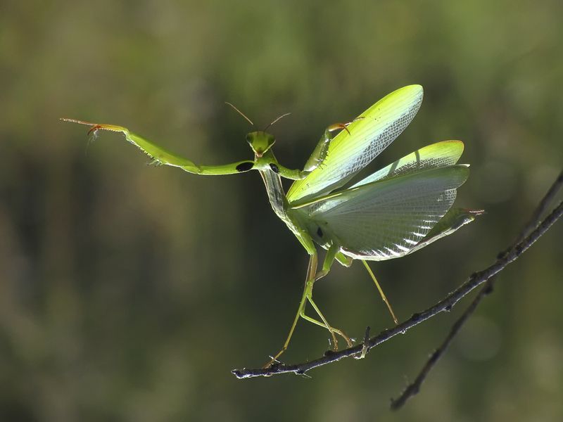 Цыганочка с выходом фото превью