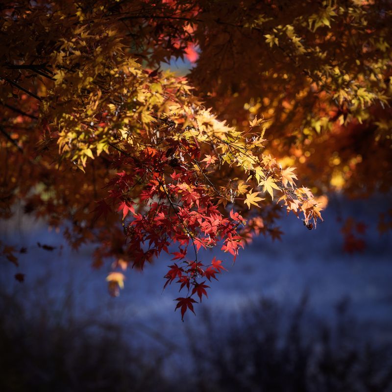 Heart of Momiji фото превью