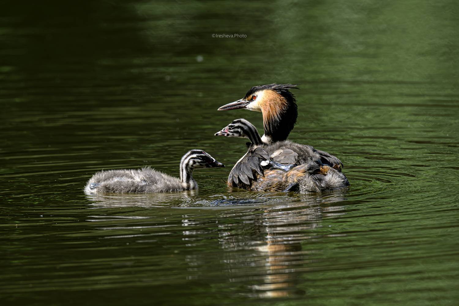 Чомга,птица,птенцы, Ирешева Мария