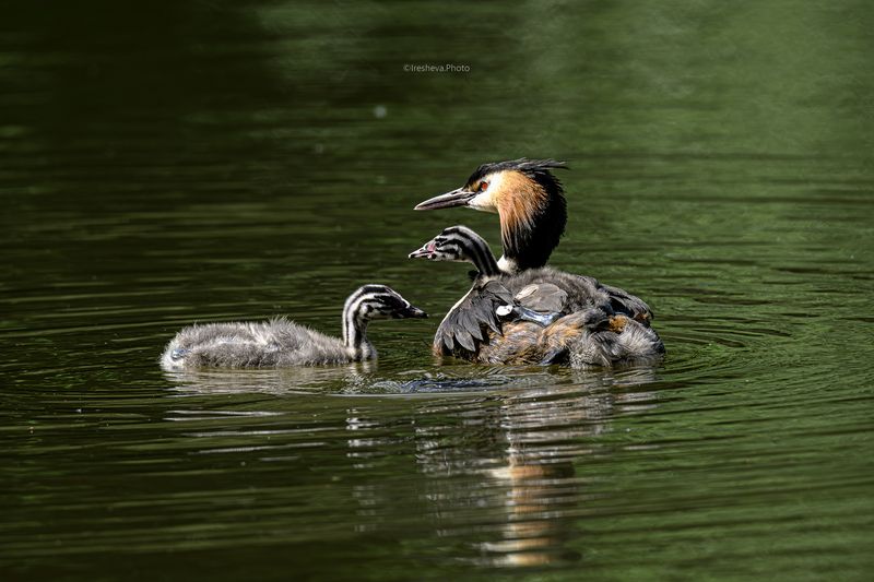 Чомга,птица,птенцы Детство фото превью