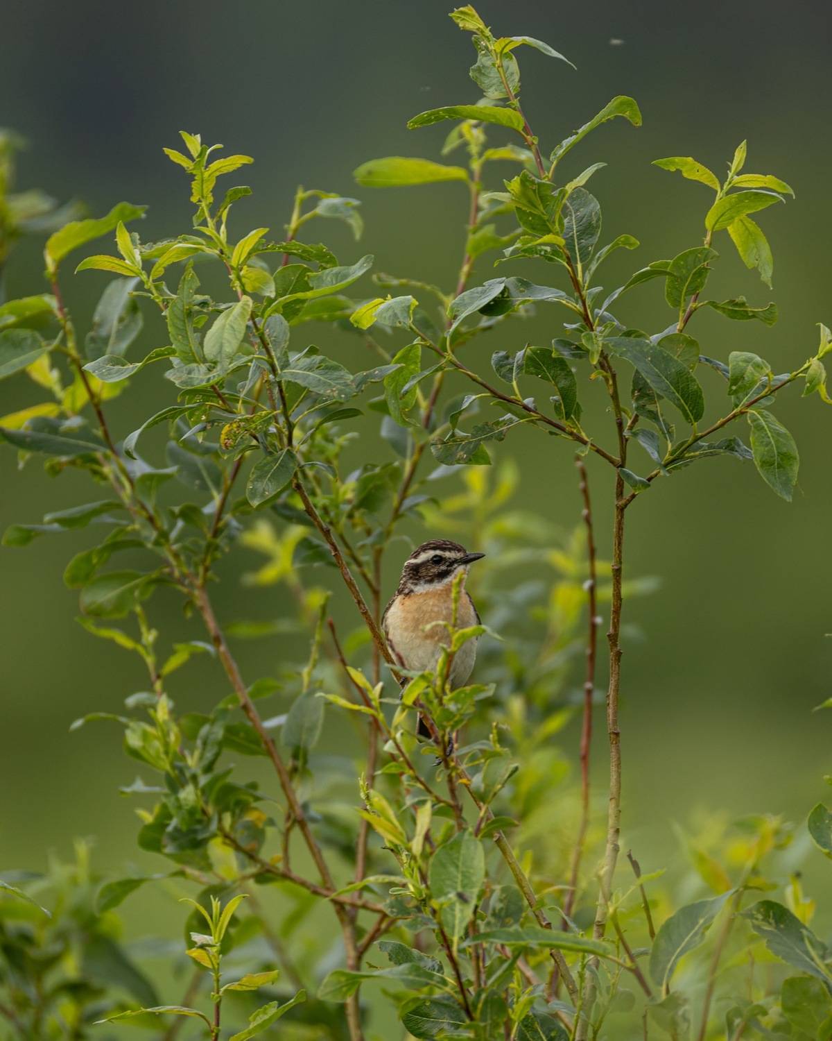 луговой чекан, чекан, птицы, Ruslan Pl