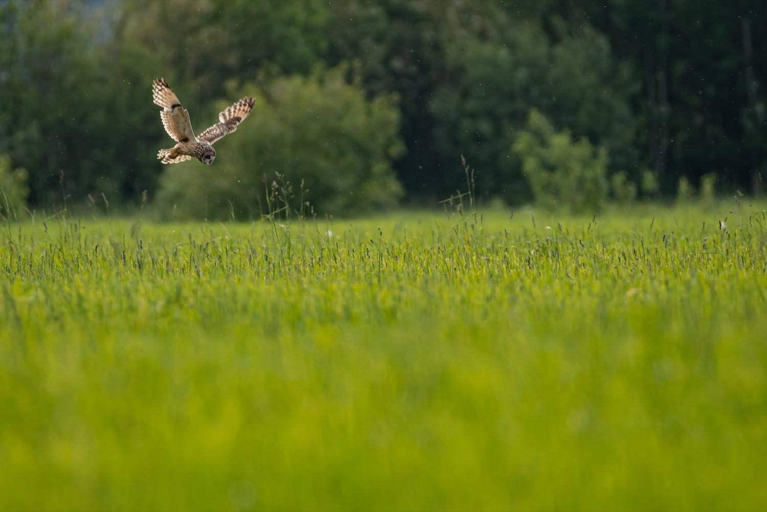 болотная сова, сова, птицы, Ruslan Pl