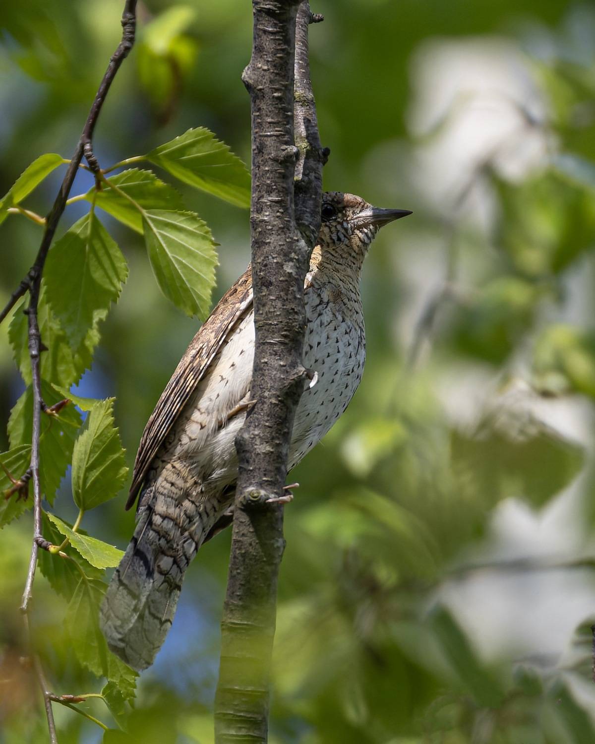 вертишейка, дятел, птицы, Ruslan Pl