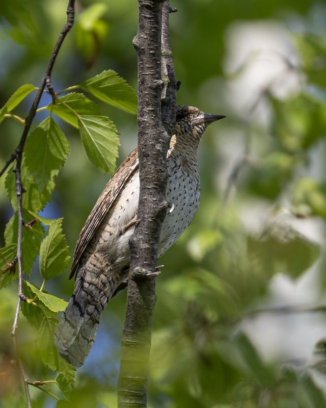 вертишейка, дятел, птицы Прятки вертишейки фото превью