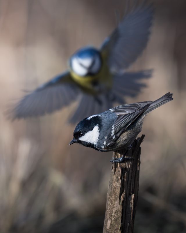 Московка (Periparus ater)  фото превью