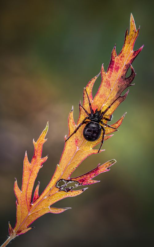 spider, animal, wild, insect, arachnid, leaf, macro, Stuck in the middle фото превью