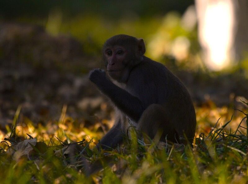 Frame фото превью