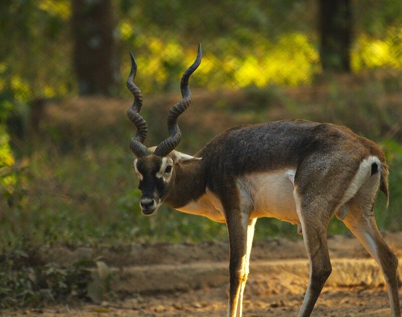 Frame фото превью