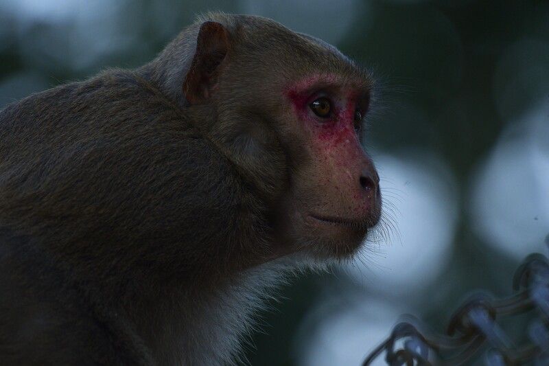 Frame фото превью