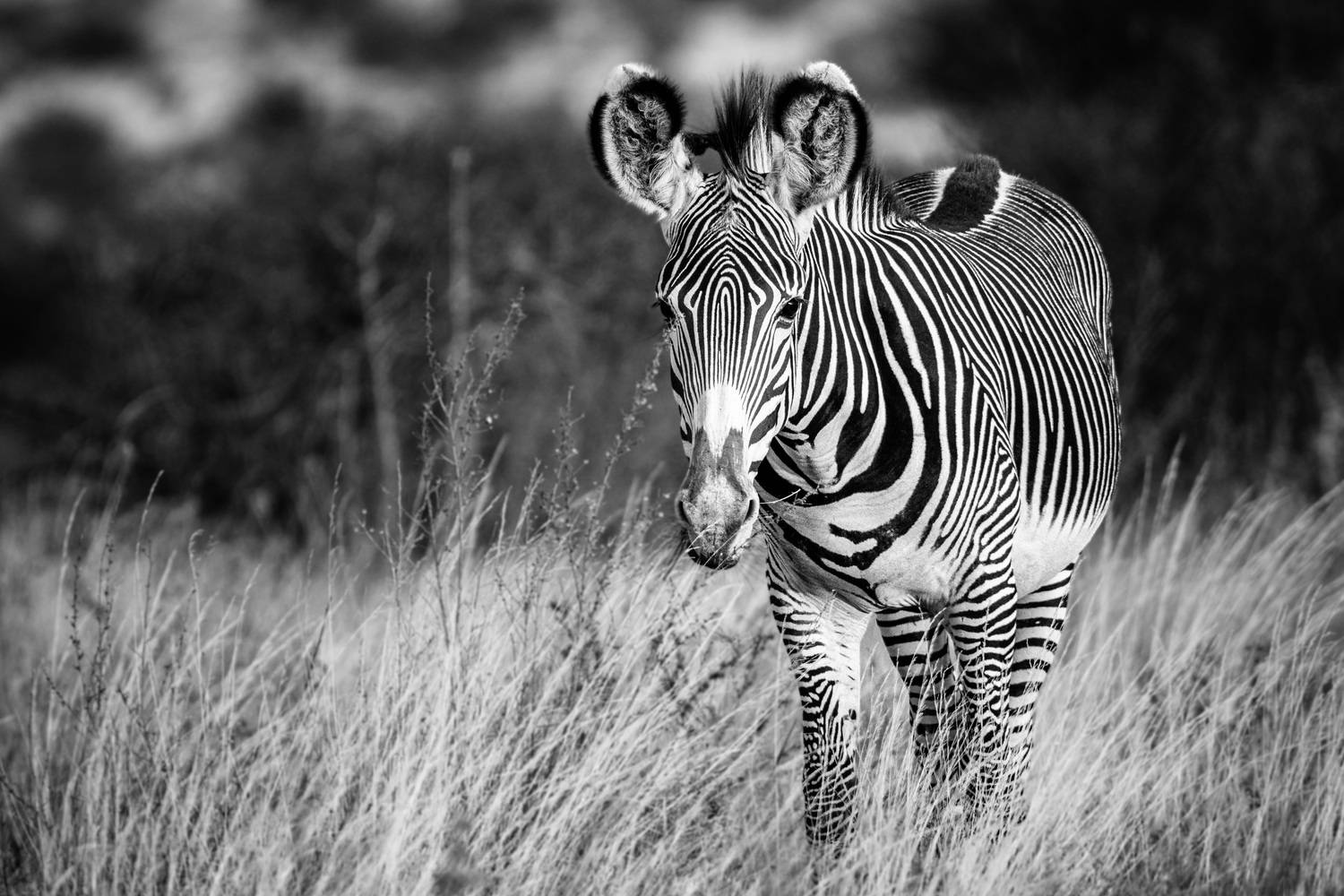 , Николаев Дмитрий