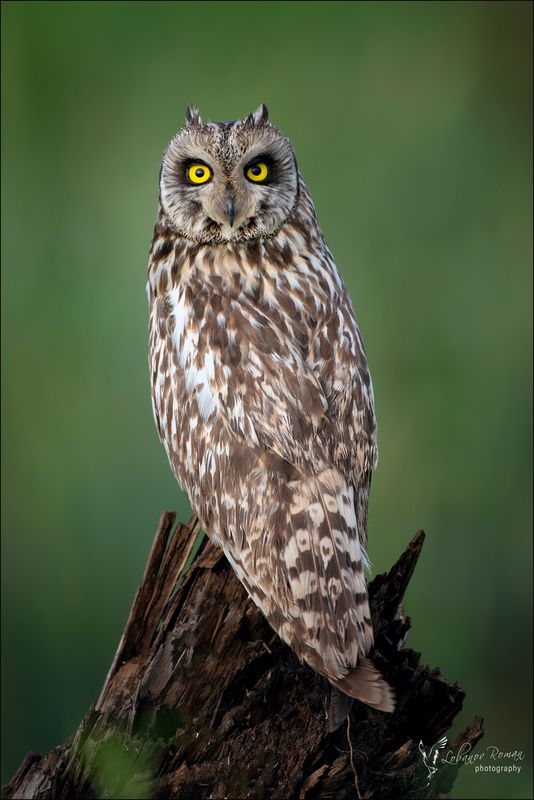 Сидела на пеньке скучала фото превью