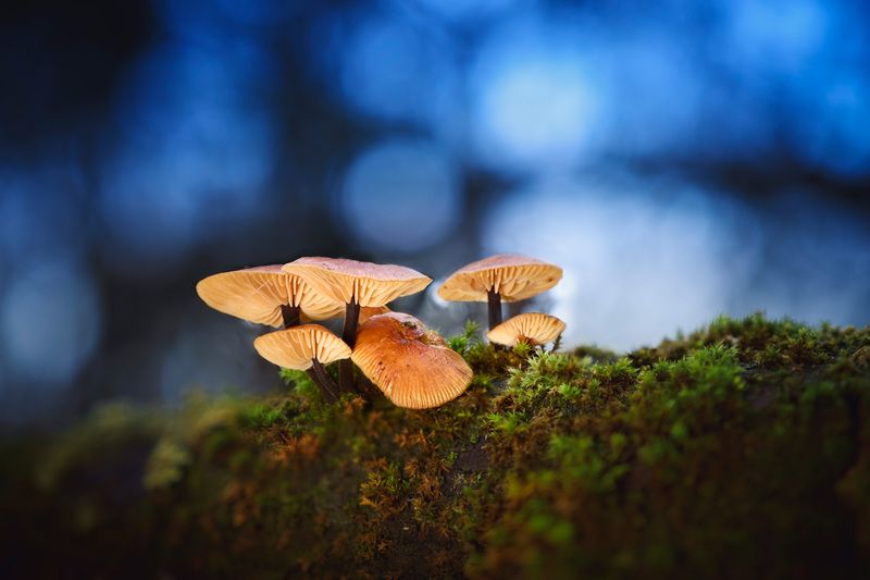 Грибочки фото превью