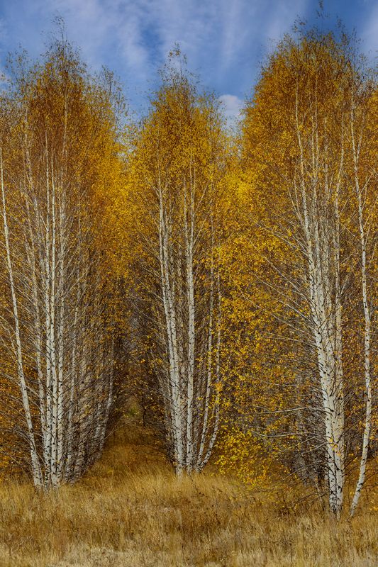 березы, природа Стройняшки.. фото превью