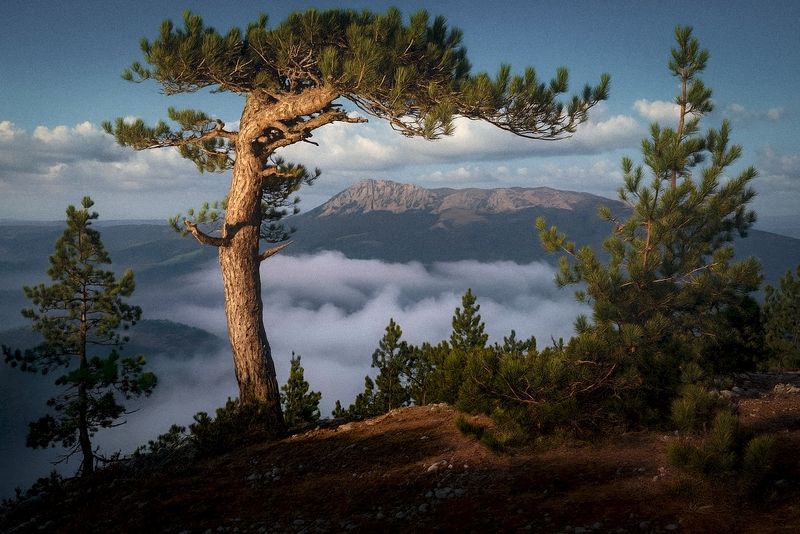 крым, горы, сосна, чатыр-даг, бабуган *** фото превью