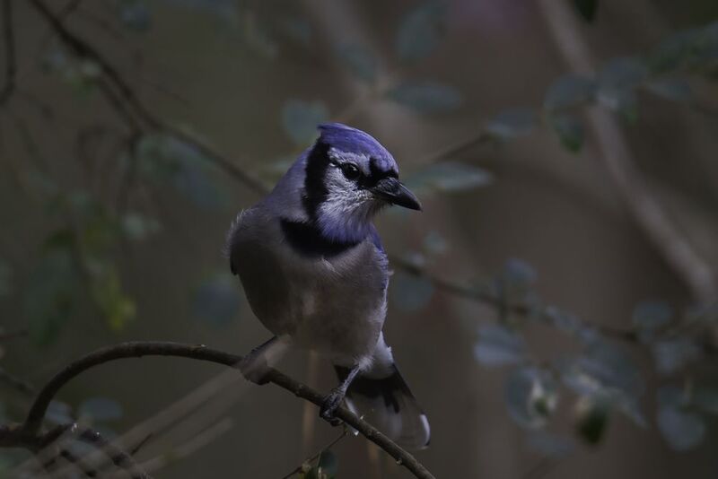 Голубая сойка фото превью