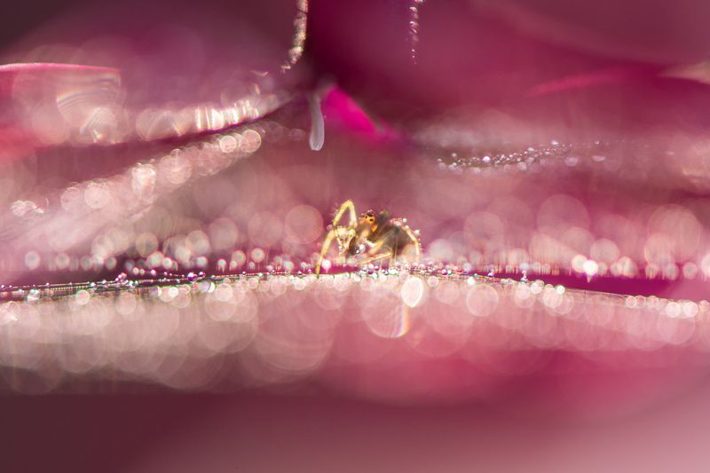 флокс, розовый, паук, паучок, блики, боке, цветок, паутина Тайна розового шатра фото превью