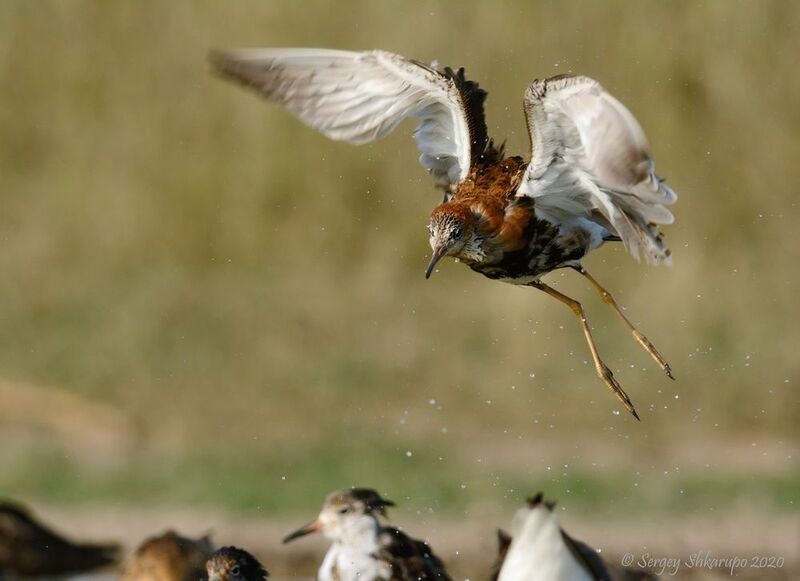Летающий турухтан фото превью