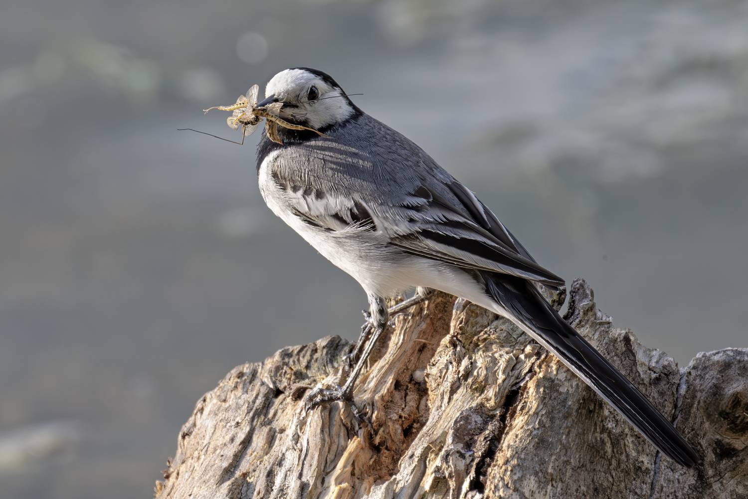 птицы, трясогузка, природа, Abdalova Tatiana