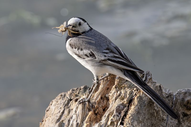 птицы, трясогузка, природа Сосчитайте комариков фото превью