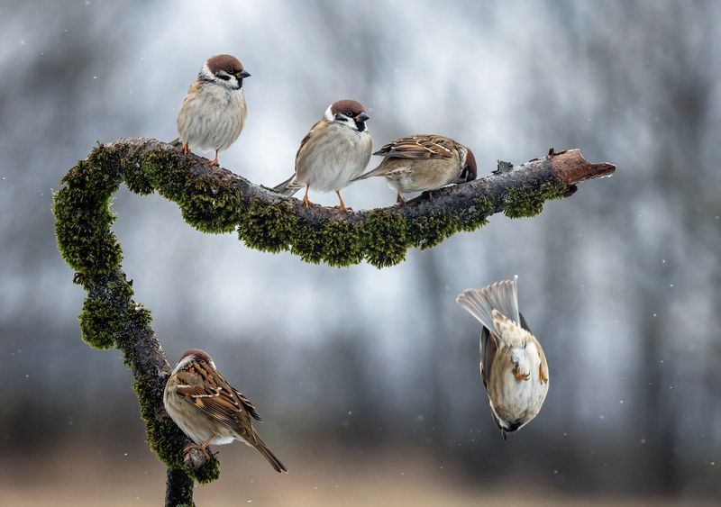 Прыжки с вышки фото превью