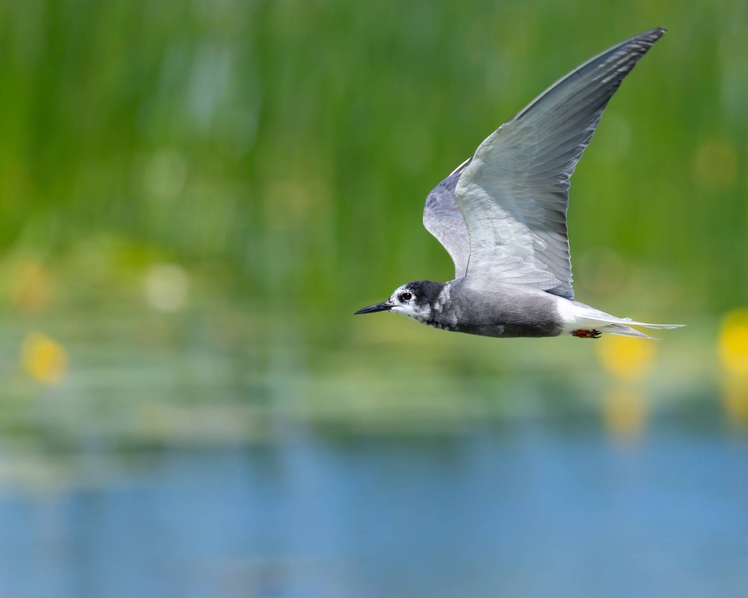 черная крачка, крачка, чайка, птицы, Ruslan Pl