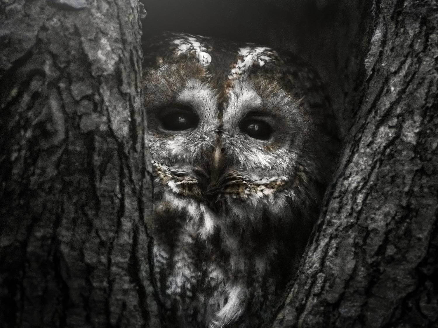 серая неясыть, tawny owl, Strix aluco, птица, дикая природа, owl, птицы России, birdwatching, nature, wildlife photography, close-up bird, Полина Шальнева