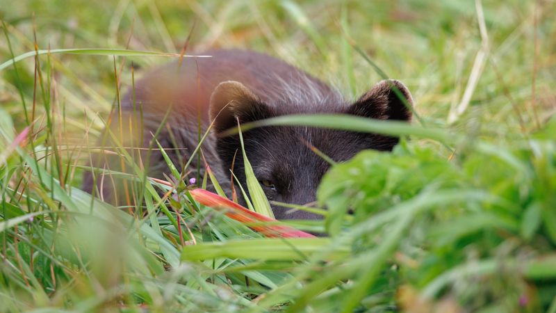 песец, командоры, бухта, буян Песец фото превью