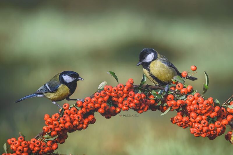 фотоохота, птица, синица, зима Синички. фото превью