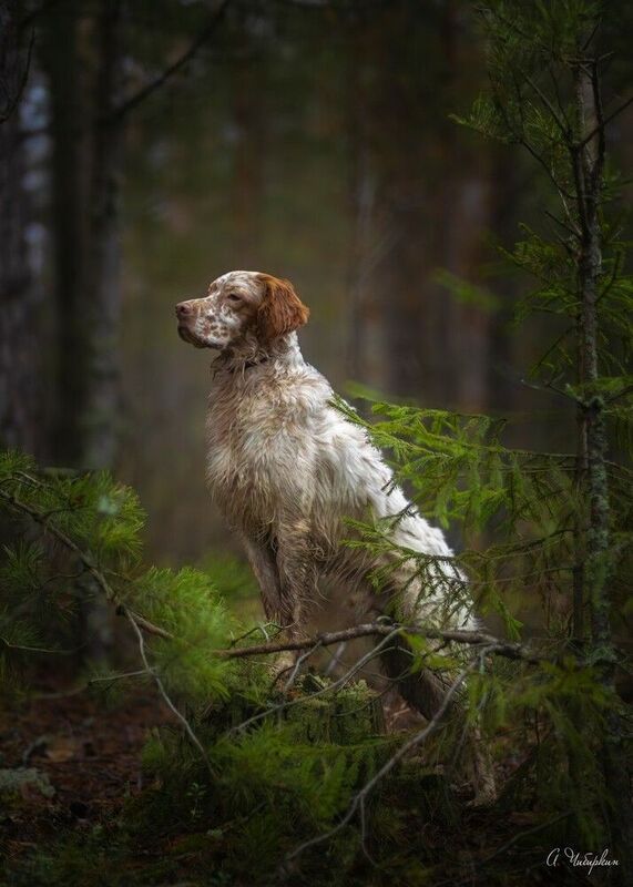 На прогулке с английским сеттером фото превью
