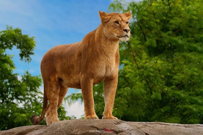 Lion фото превью