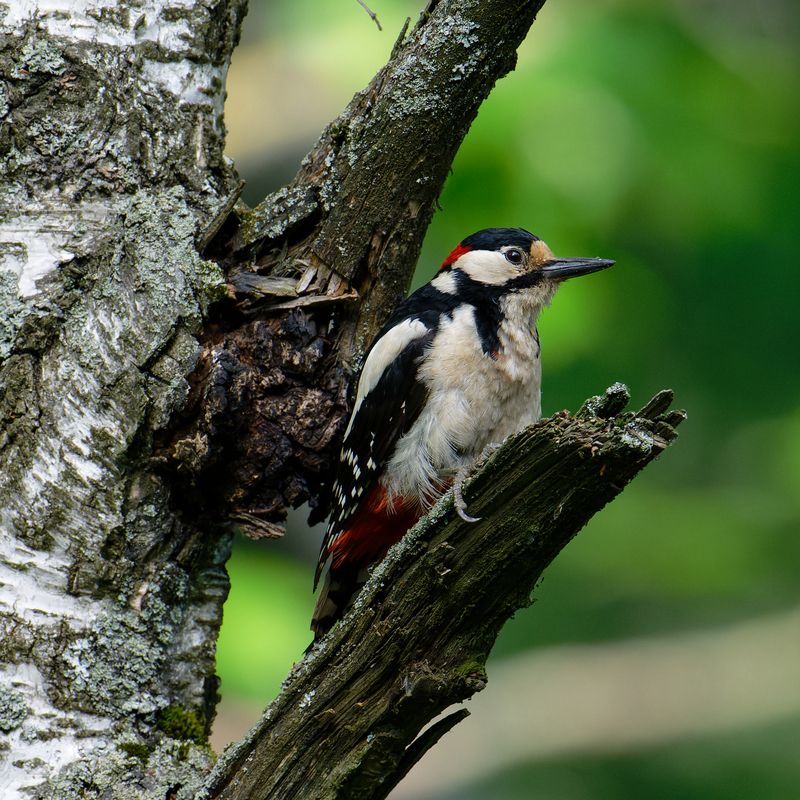 Дятел. Большой и пестрый фото превью