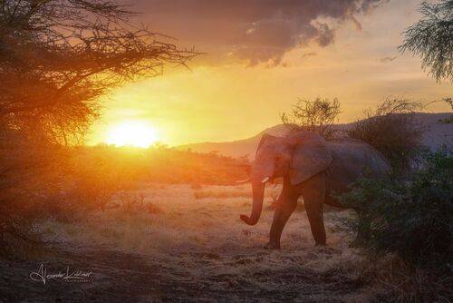 Вечер в саванне...