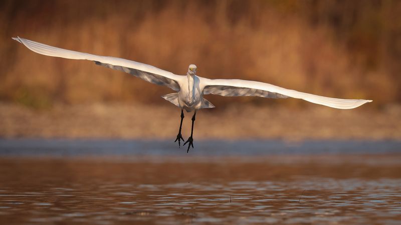 Heron фото превью