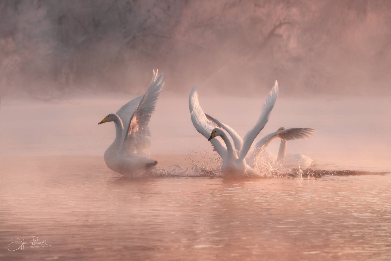 лебедь, лебедь-кликун, птицы, алтай, алтайский край, зима, туман, светлое, bird, туман, Рудченко Ольга