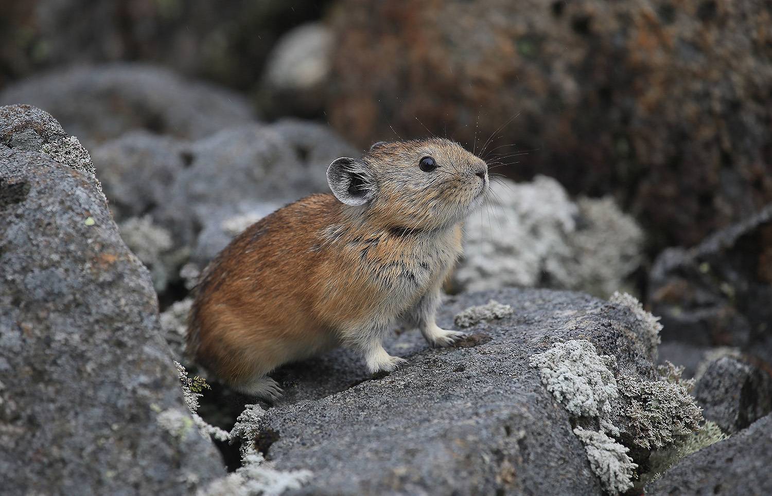 пищуха, Валерий Платонов