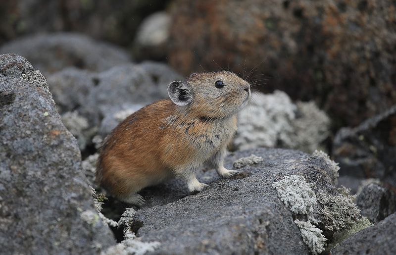 Пищуха в тумане фото превью