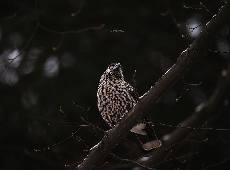 Кедровка,птица Кедровка фото превью