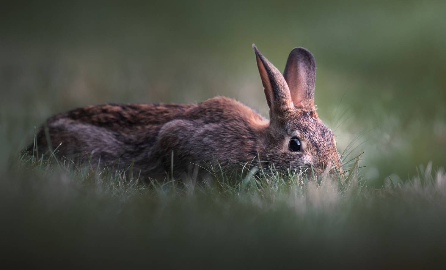rabbit, bunny, animal, wild, nature, Atul Saluja
