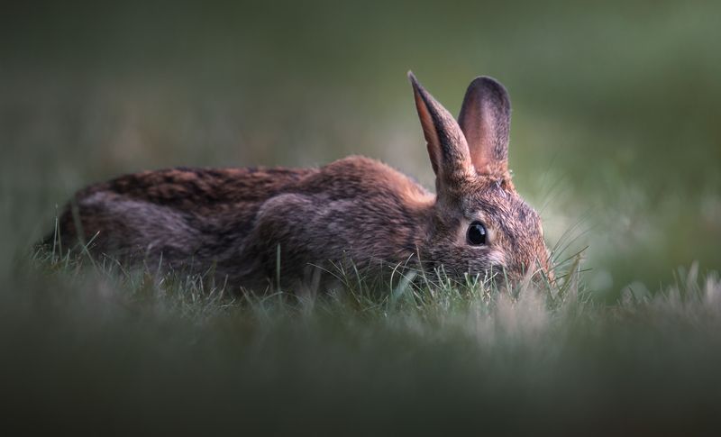 rabbit, bunny, animal, wild, nature Hidden secrets фото превью