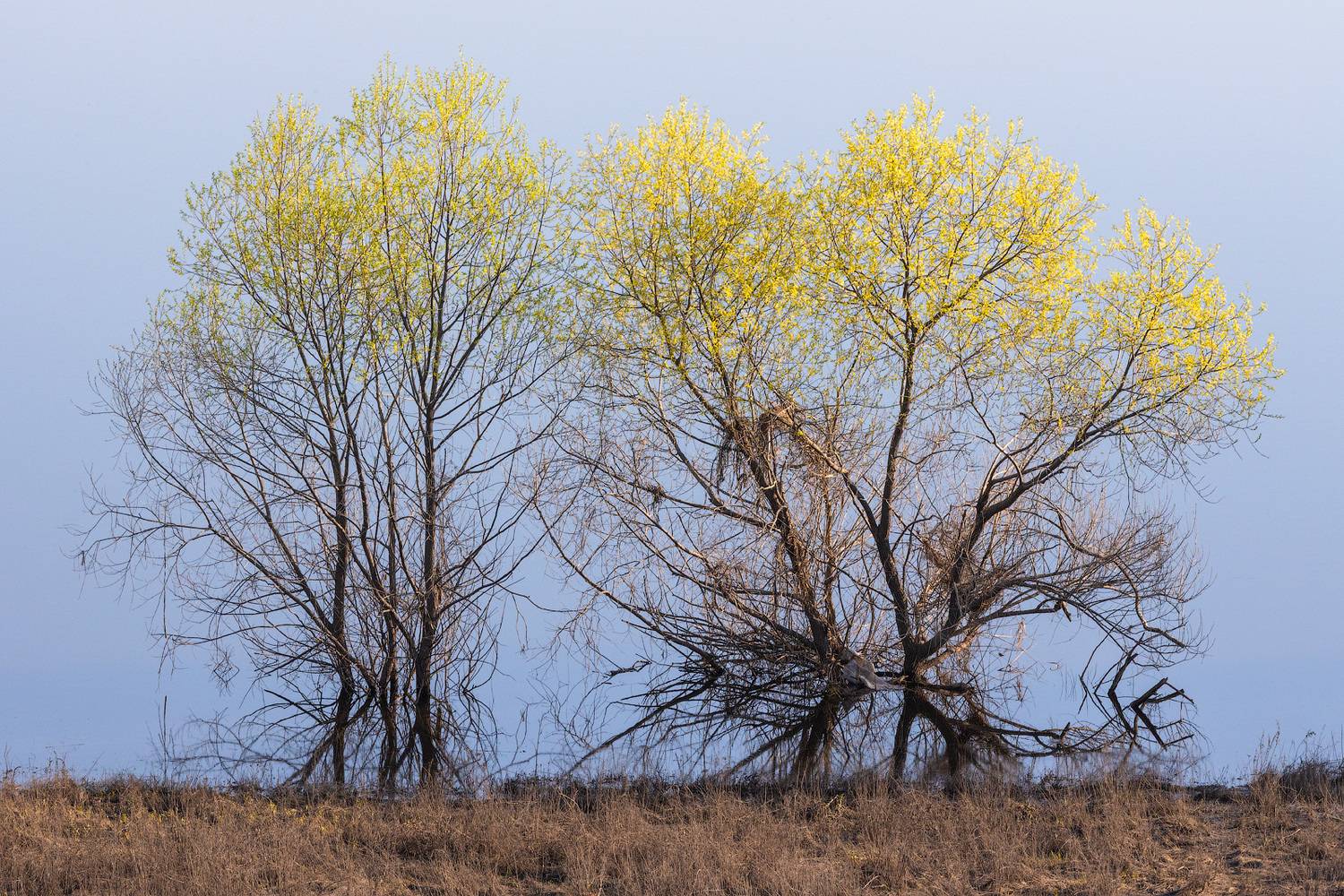 spring flooding nature, Alexey Fedorov