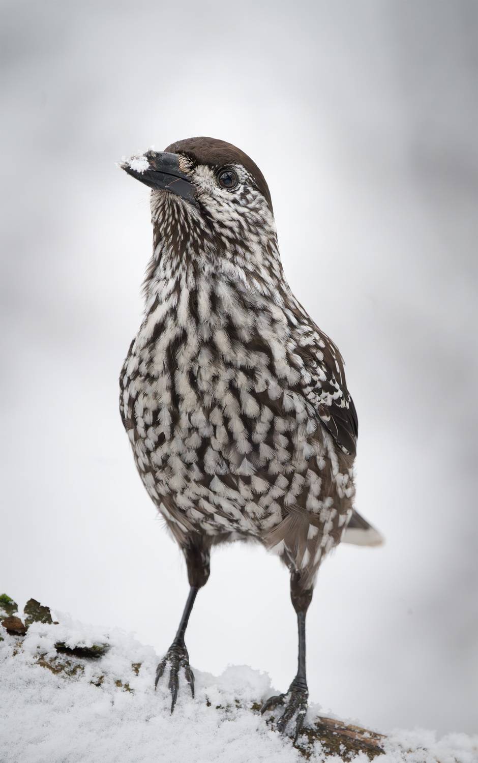 Кедровка, птица, Пушкарева Василиса