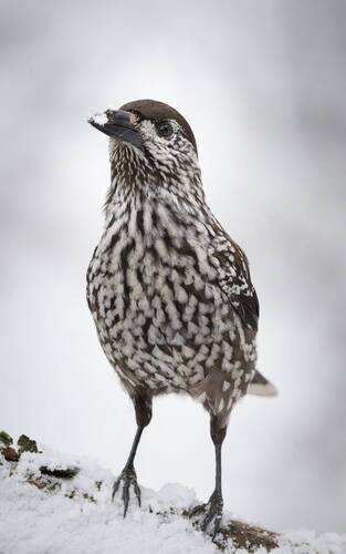 Что там у вас?