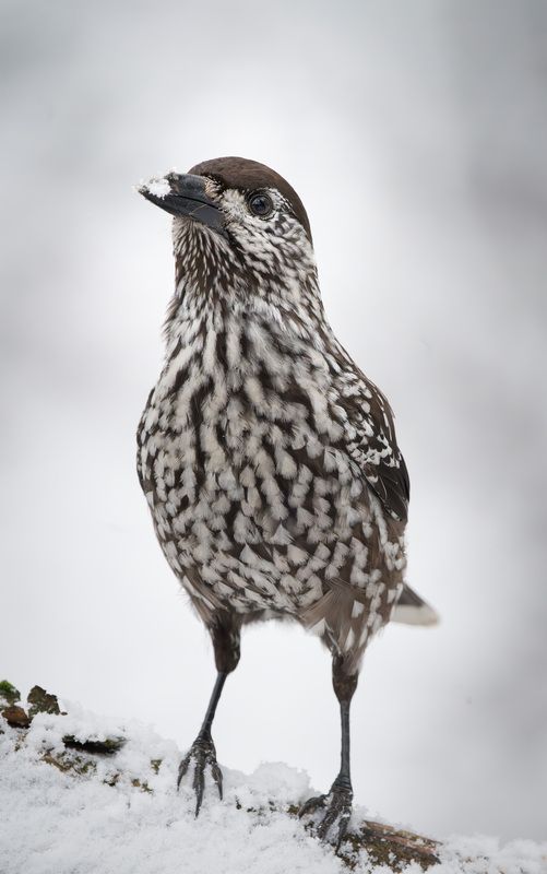 Кедровка, птица Что там у вас? фото превью