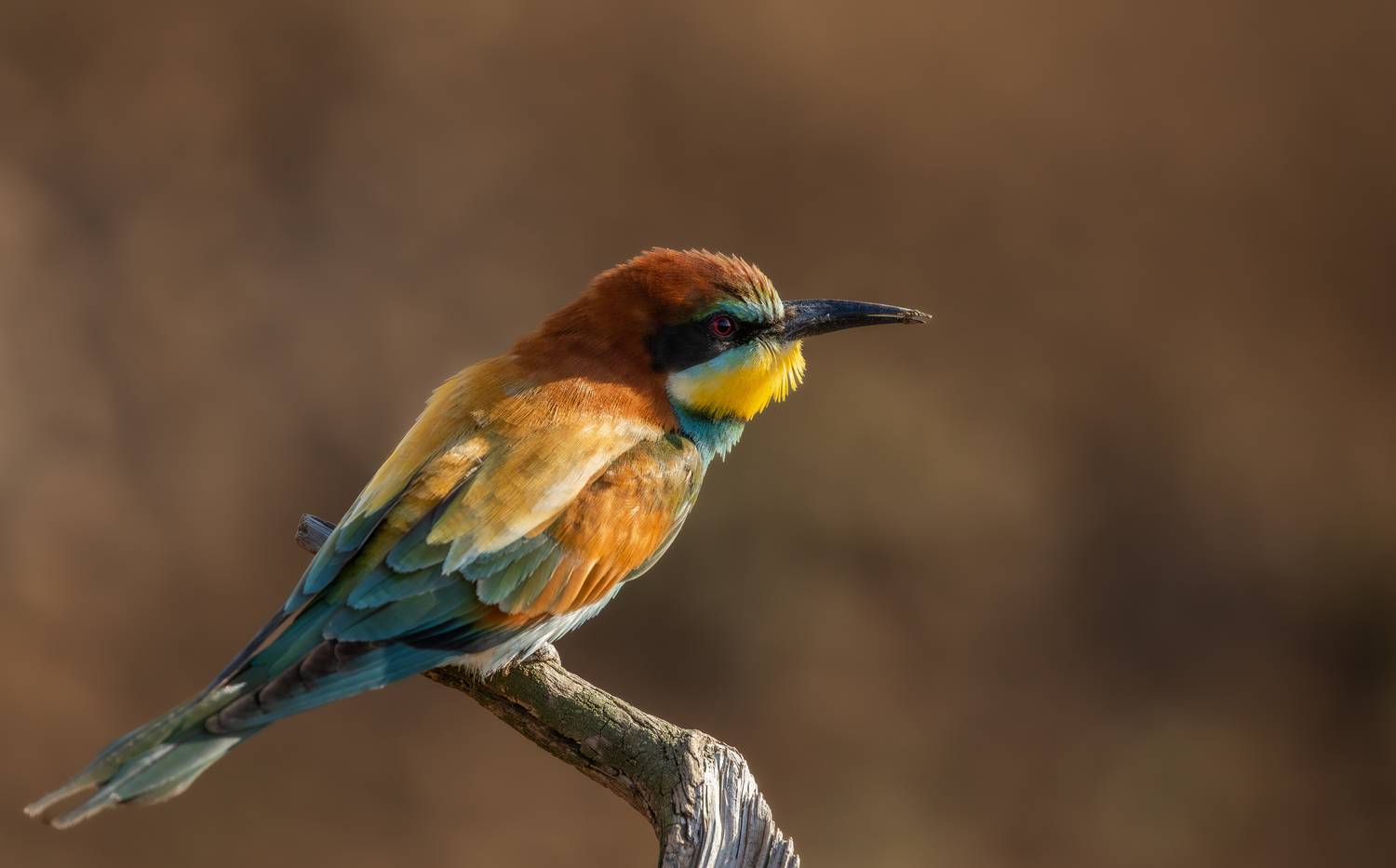 , Веревченко Михаил